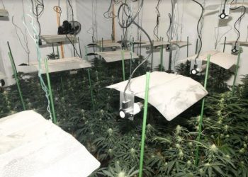 Emri/ U kap në një shtëpi bari, dënohet me 8 muaj burg shqiptari