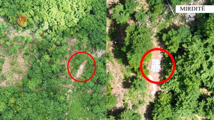 Asgjesohen 1664 fidanë kanabis, arrestohen 2 persona/ Emrat