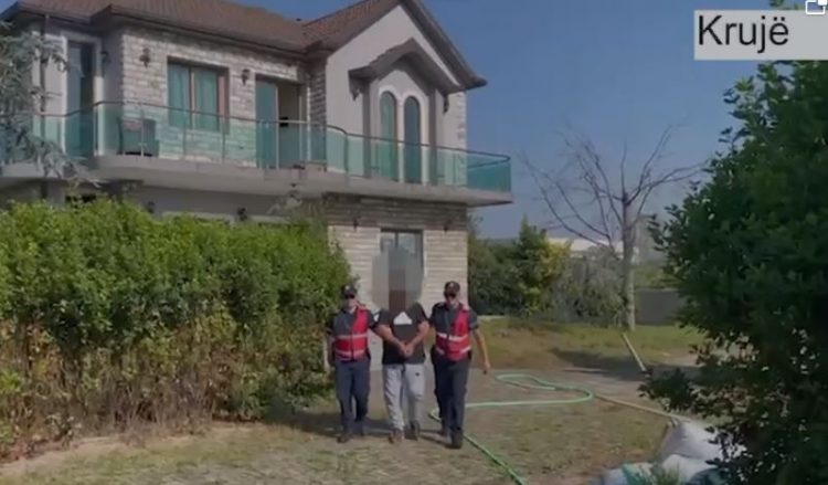 Zbulohen sera të tjera kanabisi në Krujë/ Arrestohet kultivuesi që vidhte energjinë