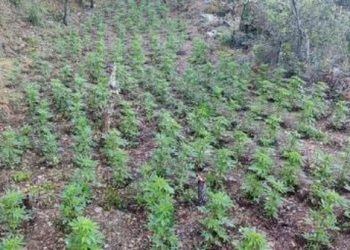 Policia zbulon “el jardin albanes”, tre në pranga për kultivim masiv kanabisi