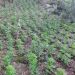 Policia zbulon “el jardin albanes”, tre në pranga për kultivim masiv kanabisi