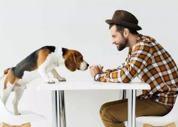 Qentë janë të aftë të zbulojnë më lehtë atë që shumë mjekë e kanë më të ndërlikuar