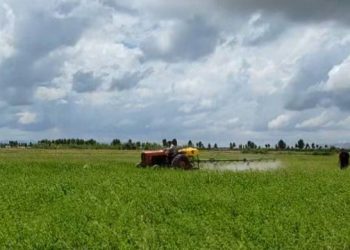 Spërkatja s’ka efekt/ Zgjerohet harta e “pushtimit” nga karkaleci në Lushnjë