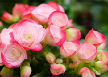 Ja vlerat e mrekullueshme medicinale të Begonies së Shqipërisë