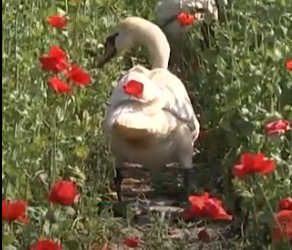 Fermerët e lulekuqes luftojnë për të hequr qafe, mjellmat e varura nga droga (Video)