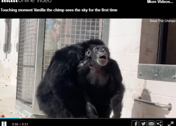 E mbyllur në kafaz! Momenti prekës kur shimpanzeja 29-vjeçare shikon qiellin për herë të parë(VIDEO)