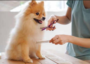 Qentë nuk duhet të qethen gjatë verës