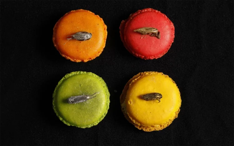 Ja insektet që janë aprovuar si ushqim i ri