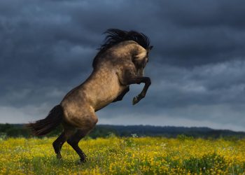 U rrëzua nga kali, moderatori rrezikoi shumë