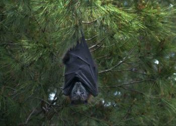 Ja truket gjenetike që kanë ndihmuar kafshët më jetëgjata të planetit