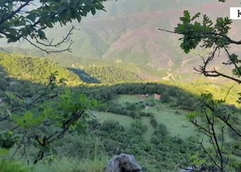 Asgjësohen mbi 2500 bimë narkotike në Lezhë (VIDEO)