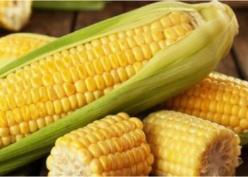 Sa shumë që e kemi nënvlerësuar! Ja sëmundjet që mund t’i luftojmë falë misrit