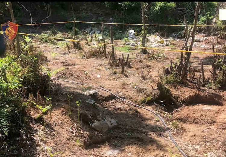 VIDEO/ Asgjesohen 4999 bimë kanadis, 1 i arrestuar dhe 5 në kërkim