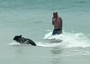 VIDEO/ Ariu surprizon pushuesit në plazh, shfaqet duke notuar