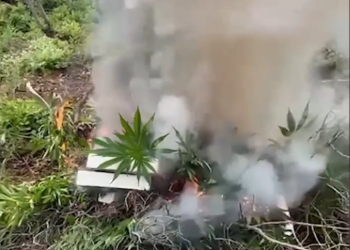 VIDEO/ Asgjesohen 1030 bimë kanabis në Vaun e Dejës