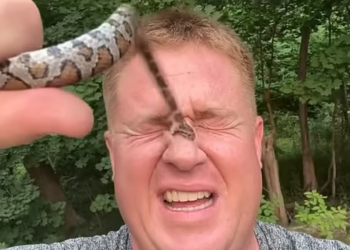 VIDEO/ Për disa klikime më shumë, lejon gjarprin ta pickojë 50 herë