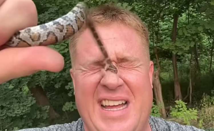 VIDEO/ Për disa klikime më shumë, lejon gjarprin ta pickojë 50 herë