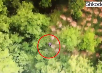 VIDEO/ Zbulohen 510 fidanë dhe 2760 bimë kanabis, në kërkim 65-vjeçarja në Shkodër