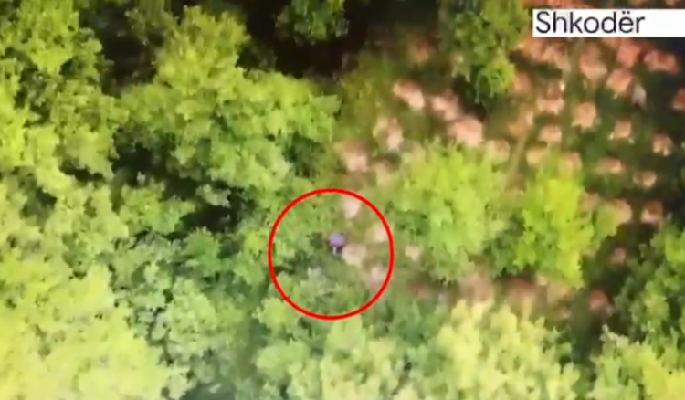 VIDEO/ Zbulohen 510 fidanë dhe 2760 bimë kanabis, në kërkim 65-vjeçarja në Shkodër