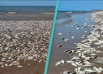 Peshqit e ngordhur “pushtojnë” bregdetin, tronditen banorët