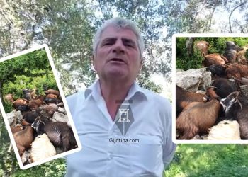 Rrufeja i “shuan” tufën, 60-vjeçari kërkon ndihmë e institucioneve: I kisha të siguruara