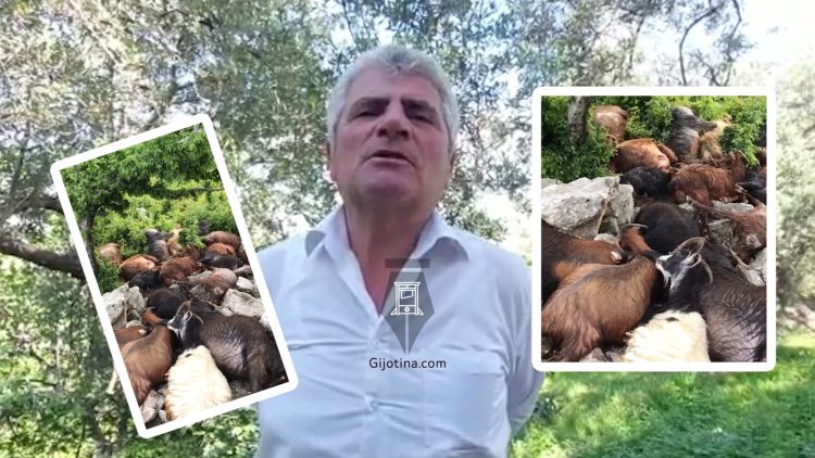 Rrufeja i “shuan” tufën, 60-vjeçari kërkon ndihmë e institucioneve: I kisha të siguruara