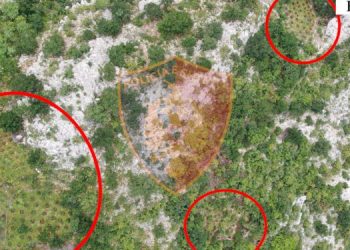 Vijon gjetja e bimëve narkotive në veri të vendit, asnjë i arrestuar