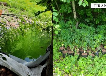 Vijon operacioni antidrogë në Krujë, gjenden 1492 bimë kanabis dhe asnjë i arrestuar