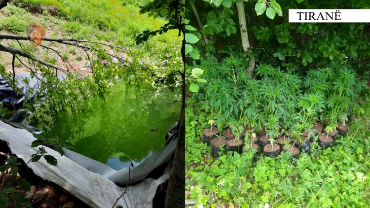 Vijon operacioni antidrogë në Krujë, gjenden 1492 bimë kanabis dhe asnjë i arrestuar