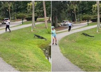 Aligatori del nga liqeni, ndjek njerëzit në park (VIDEO)