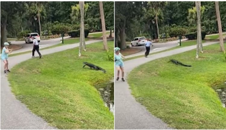 Aligatori del nga liqeni, ndjek njerëzit në park (VIDEO)