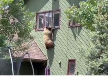 Ariu ngjitet në katin e dytë të shtëpisë (VIDEO)