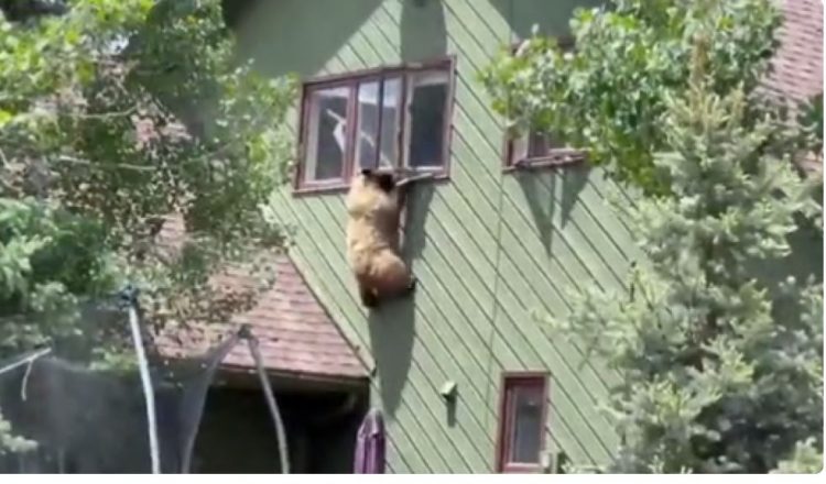 Ariu ngjitet në katin e dytë të shtëpisë (VIDEO)