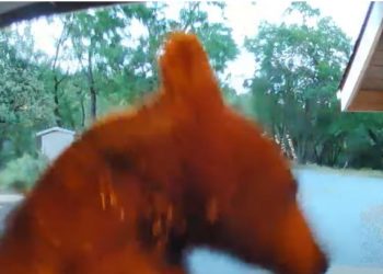 Ja si ariu kafshon kamerën e shtëpisë (VIDEO)