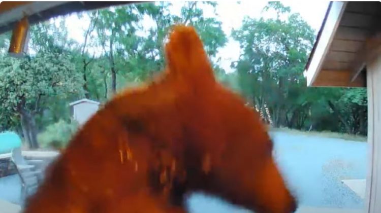 Ja si ariu kafshon kamerën e shtëpisë (VIDEO)