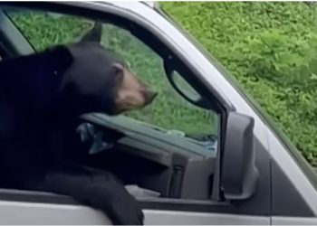 Ariu hipi në kamion dhe hëngri drekën e një punëtori (VIDEO)