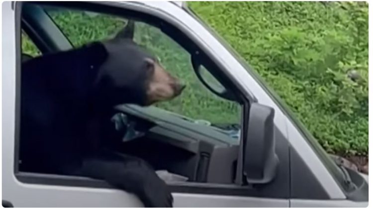 Ariu hipi në kamion dhe hëngri drekën e një punëtori (VIDEO)