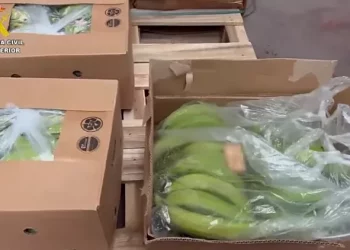 E fshehur mes bananeve, kapen 6.5 tonë kokainë