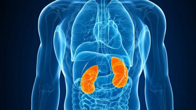 Gurët në veshka shkaktojnë probleme në zemër? Ja e vërteta