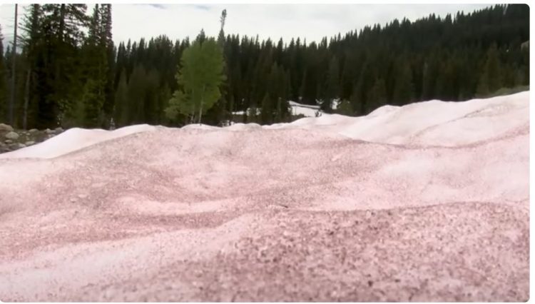 Bora që ka rënë në këtë vend mori ngjyrë rozë