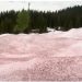 Bora që ka rënë në këtë vend mori ngjyrë rozë