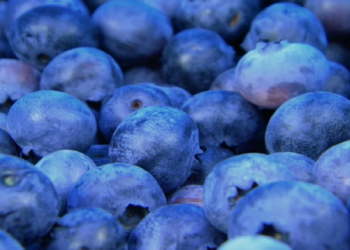 Vetitë e rralla shëndetësore të boronicave shqiptare