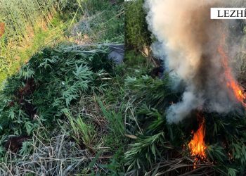 Operacion anti-drogë në vend, autorët ikin në drejtim të paditur