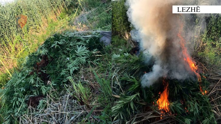 Operacion anti-drogë në vend, autorët ikin në drejtim të paditur