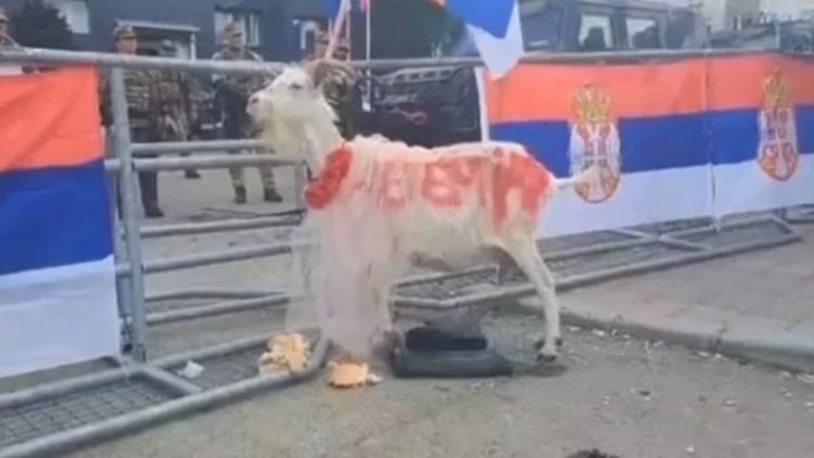 Serbët dalin në protestë me një dhi, cila është simbolika e saj?!