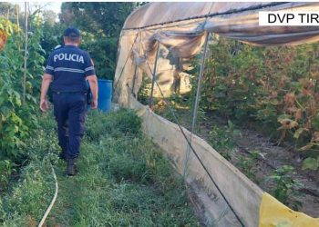 Asgjësohen 271 bimë kanabis në Krujë, policia në kërkim të autorëve