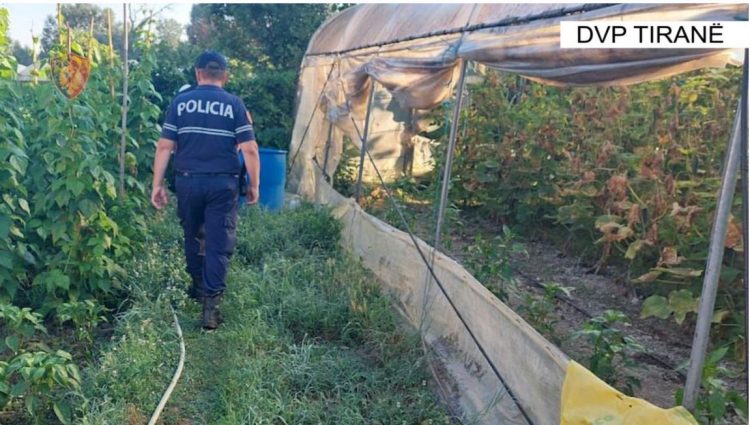 Asgjësohen 271 bimë kanabis në Krujë, policia në kërkim të autorëve