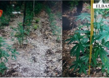 Asgjësohen 80 bimë kanabis në Elbasan, arrestohen dy persona