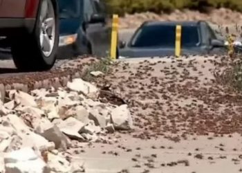 Karkalecat pushtojnë qytetin, terrorizohen banorët