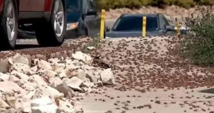 Karkalecat pushtojnë qytetin, terrorizohen banorët